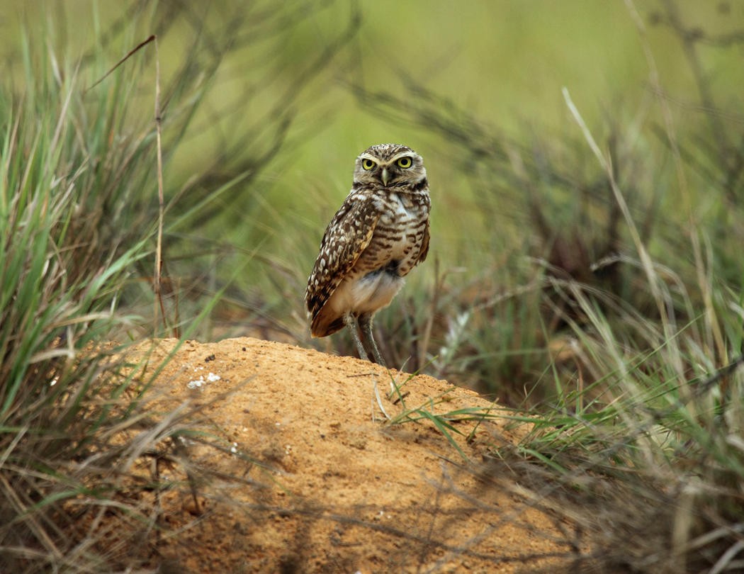 Burrowing Owl - ML36669581