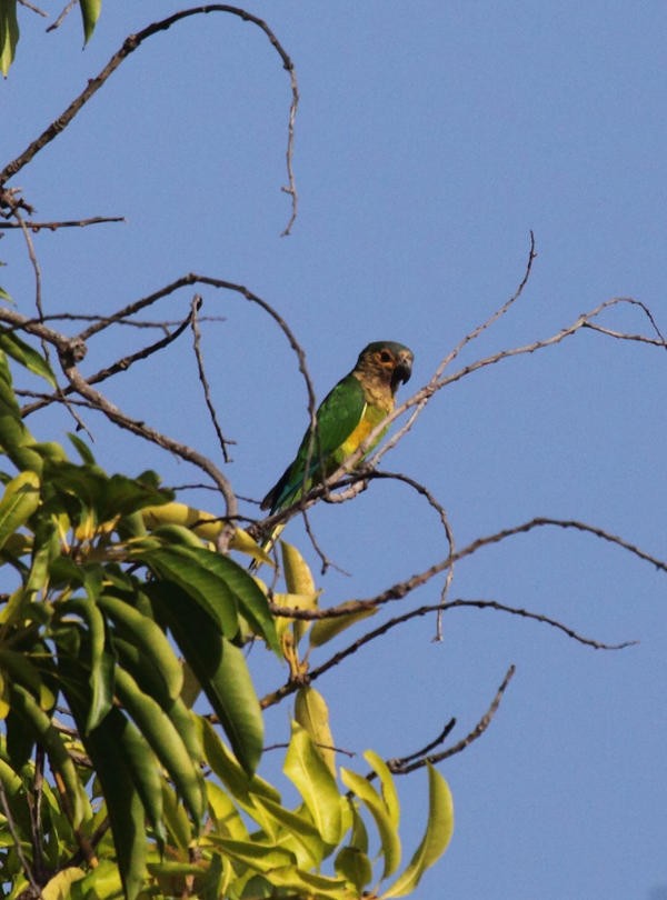 Brown-throated Parakeet - ML36669661