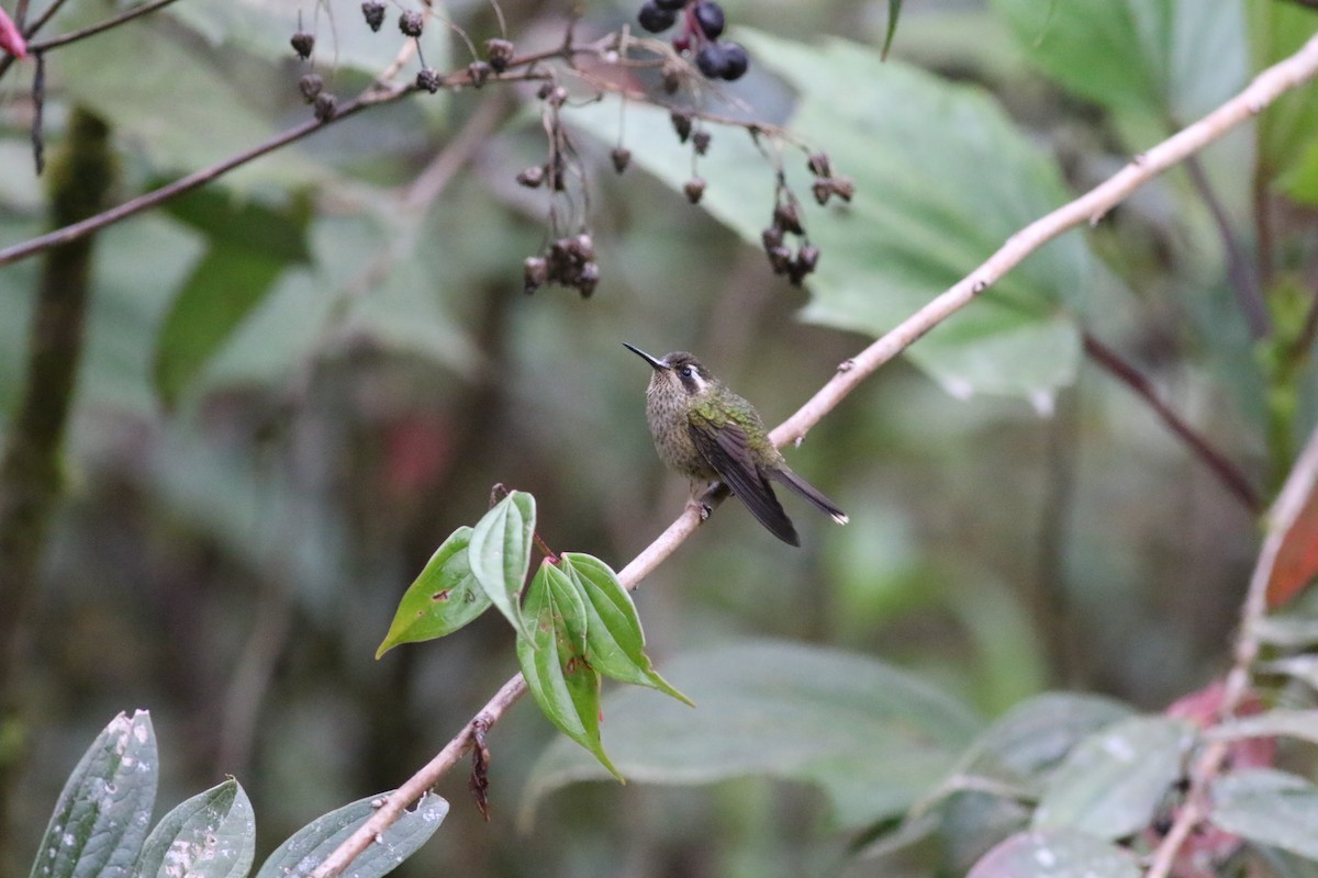 Speckled Hummingbird - ML366707631