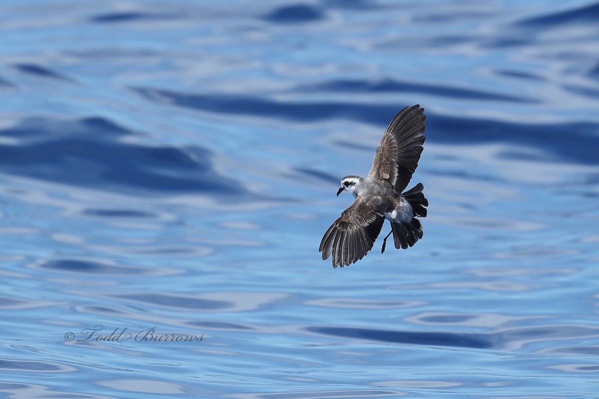 White-faced Storm-Petrel - ML366711771