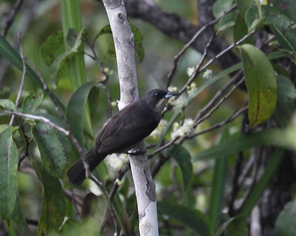 Red-shouldered Tanager - ML36671191
