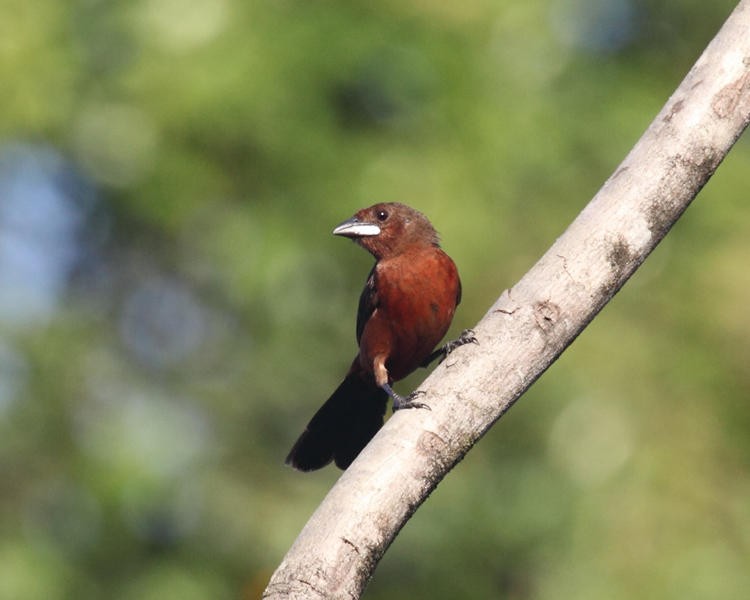 Silver-beaked Tanager - ML36671241