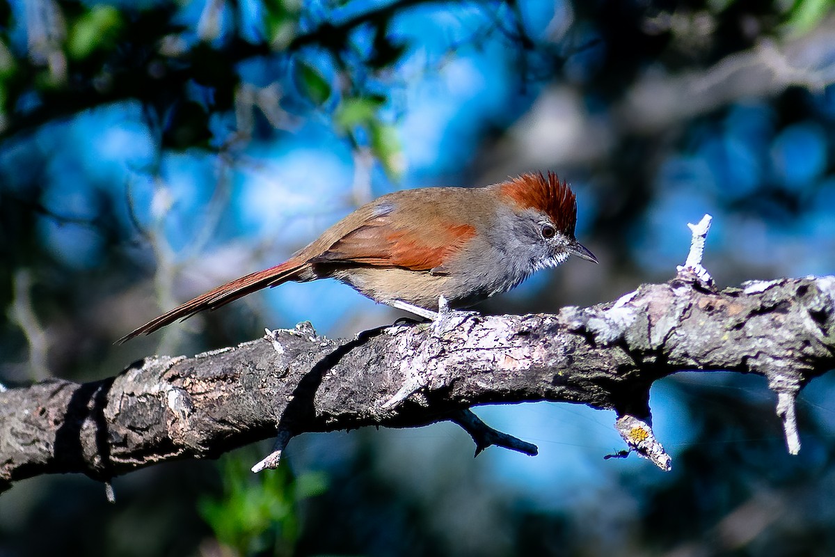 Sooty-fronted Spinetail - Danilo Druetto