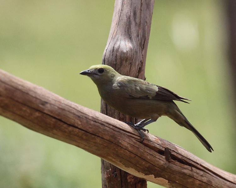 Palm Tanager - ML36671501