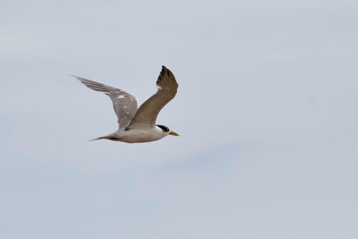Great Crested Tern - ML366723521