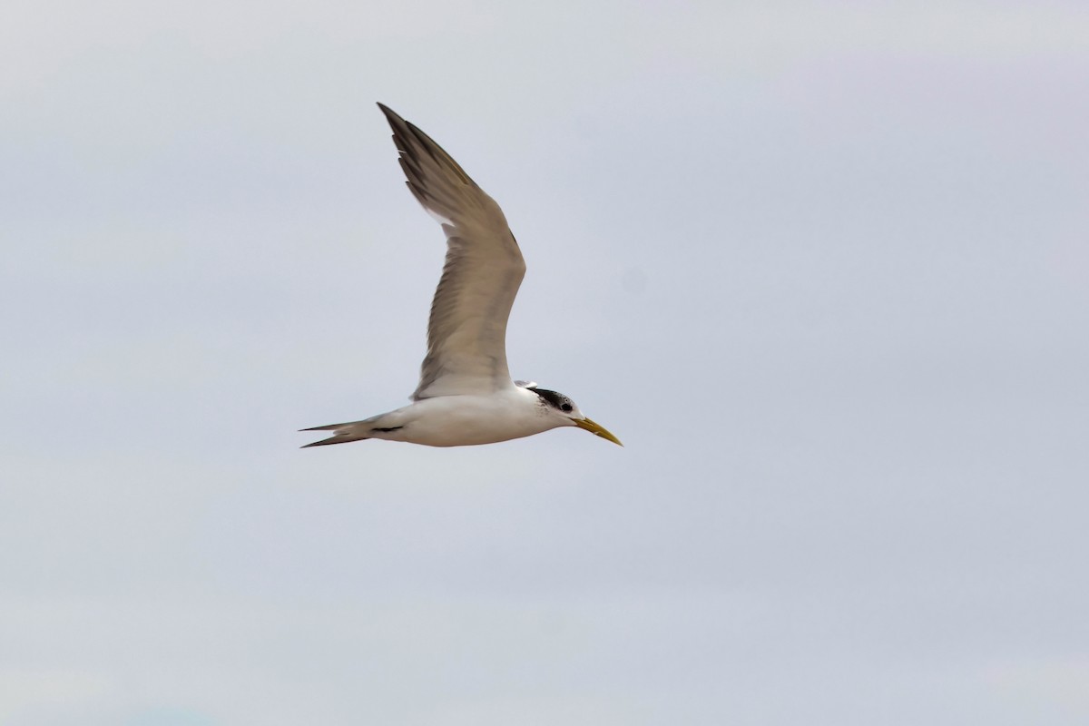 Great Crested Tern - ML366723531