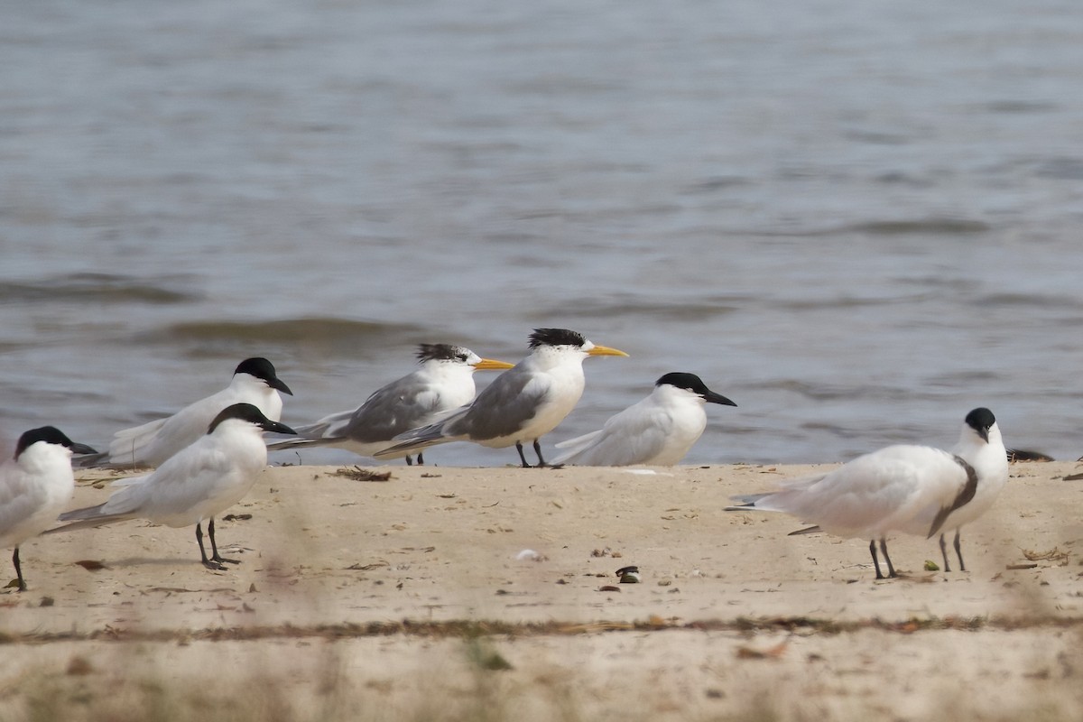 Great Crested Tern - ML366723731