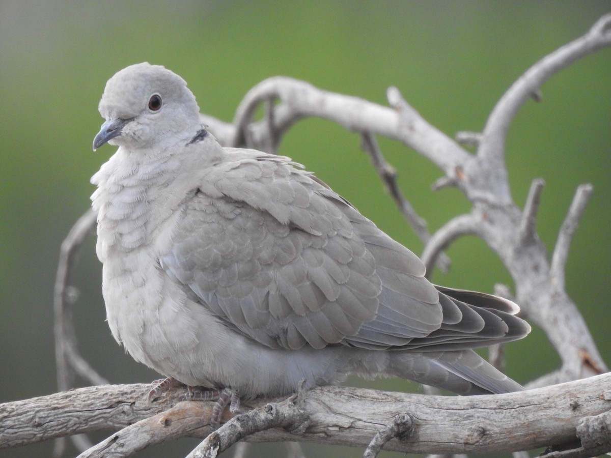 Eurasian Collared-Dove - ML366727771