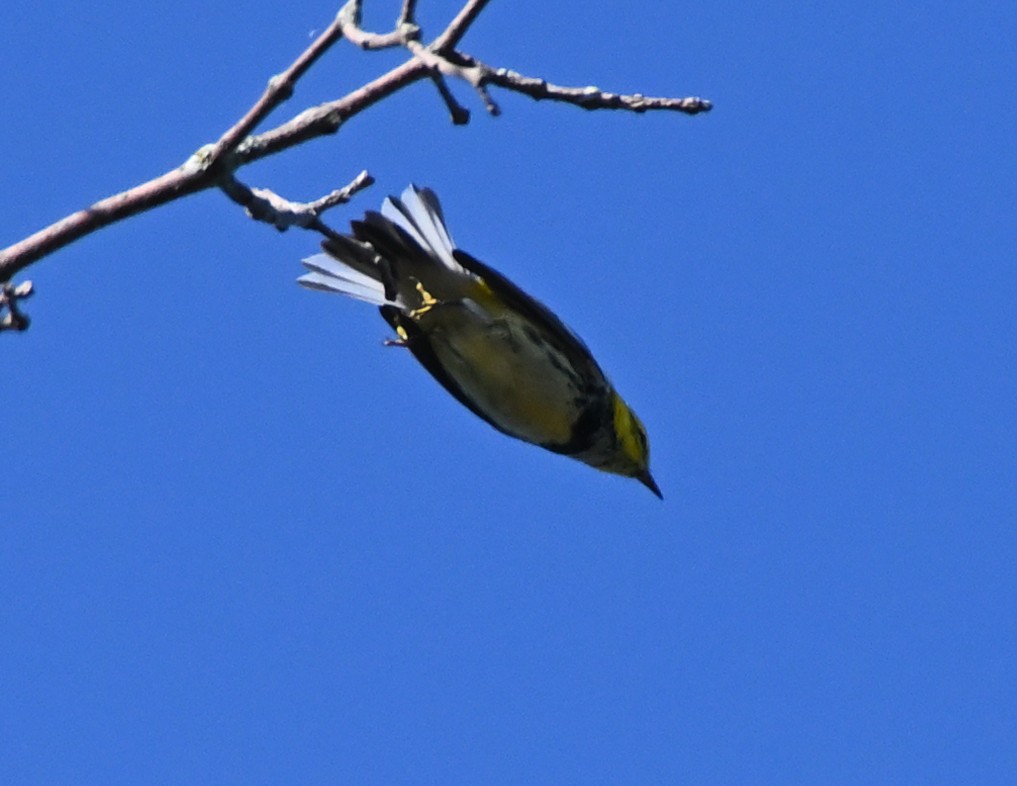 Black-throated Green Warbler - ML366728661