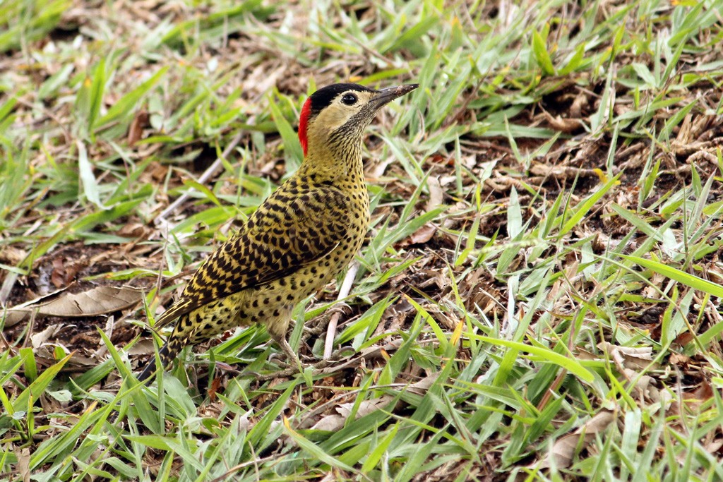 Green-barred Woodpecker - ML36672881