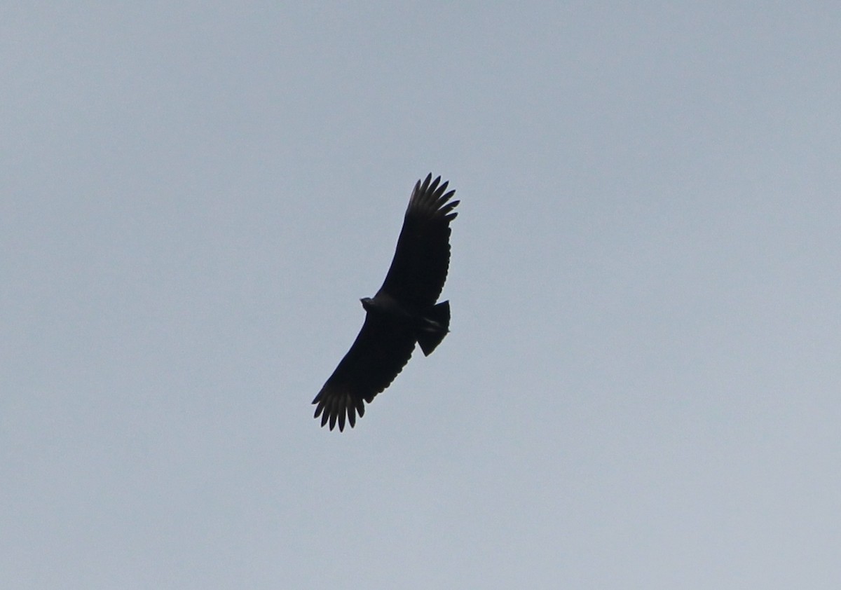 Black Vulture - ML36673341