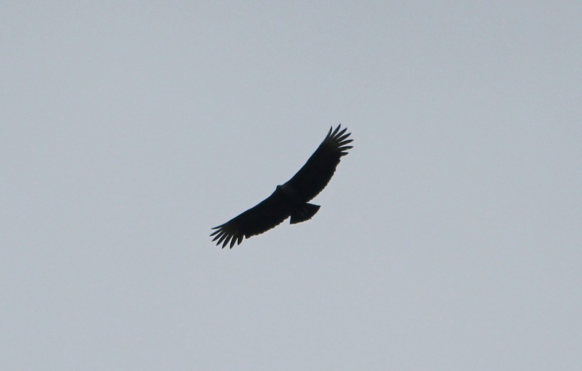 Black Vulture - ML36673351