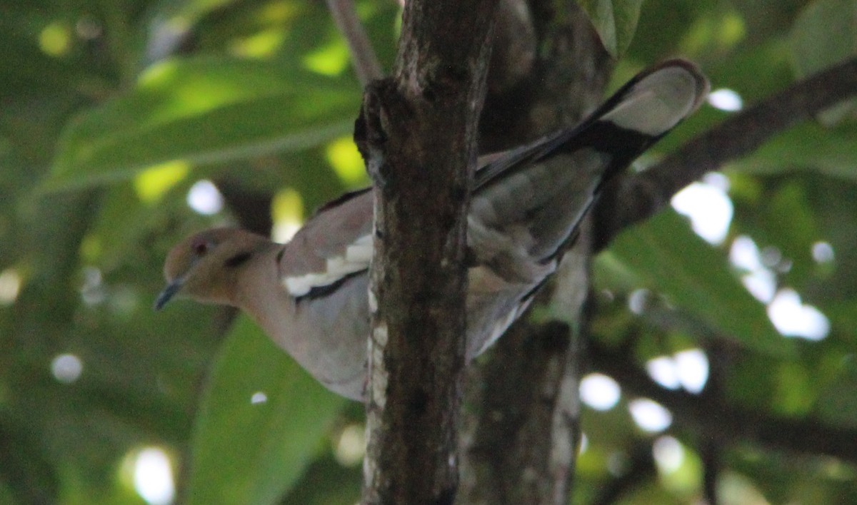 White-winged Dove - ML36673381