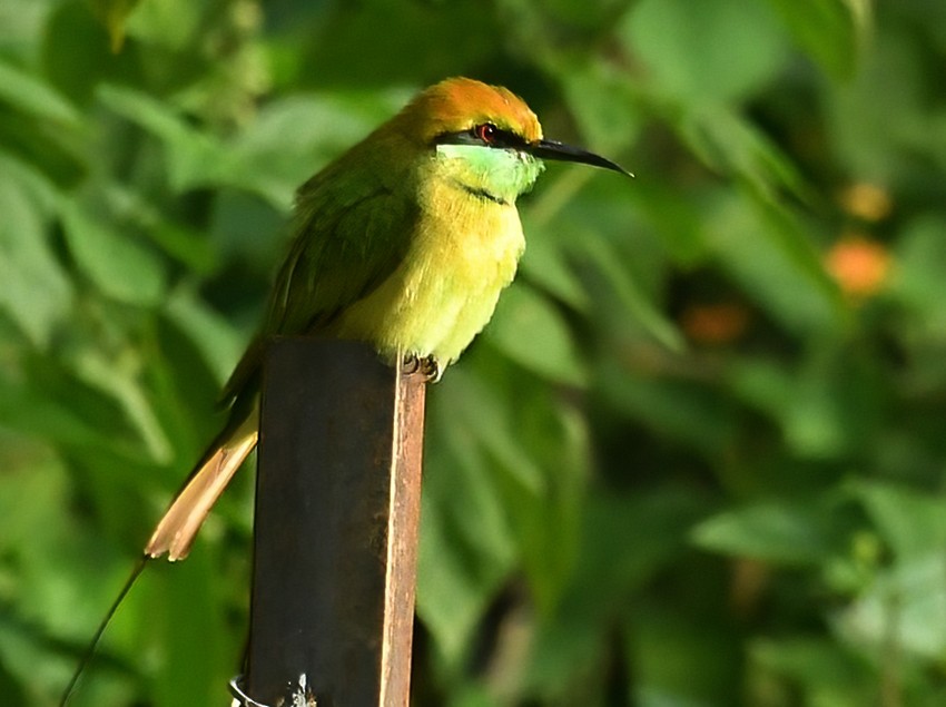 Asian Green Bee-eater - Subhash Sapru