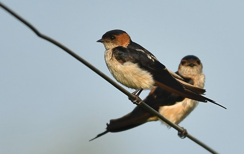 Red-rumped Swallow - ML366734261