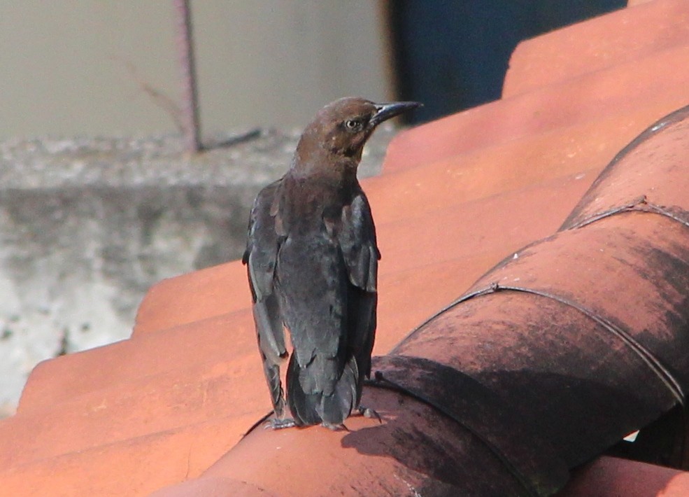Great-tailed Grackle - ML36673451