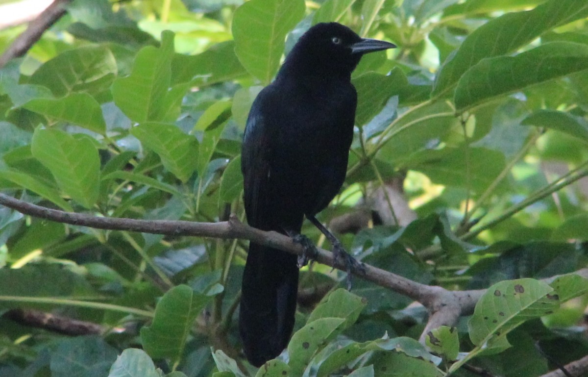 Great-tailed Grackle - ML36673461