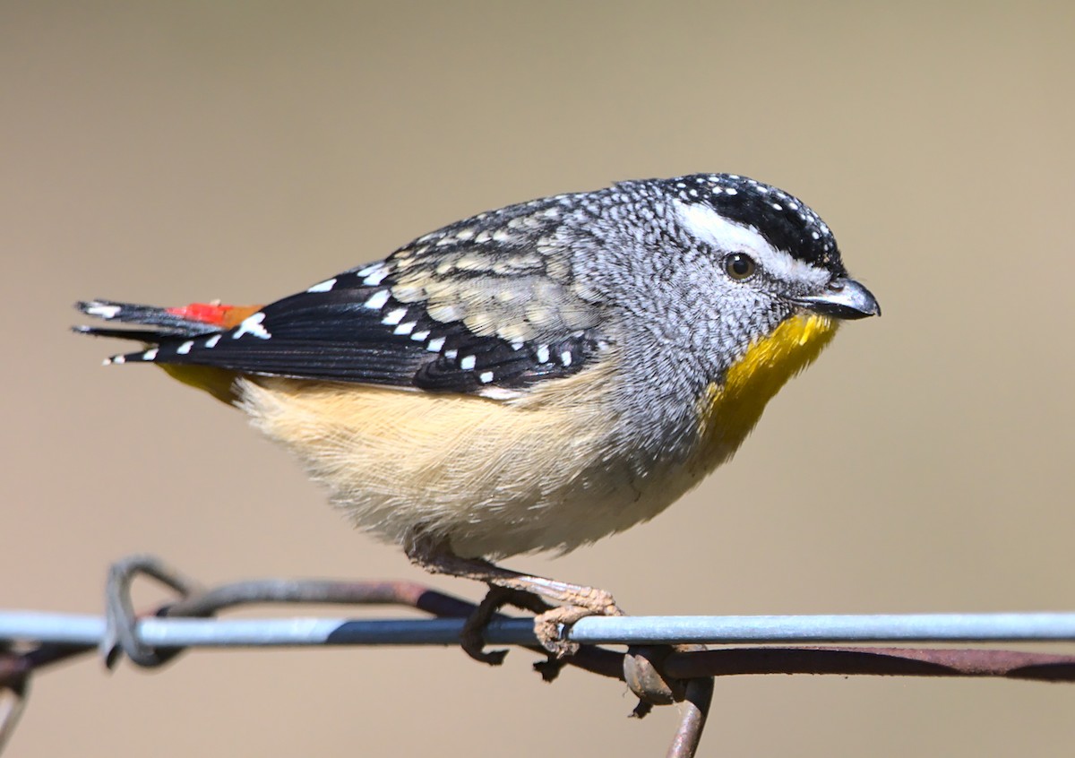 Spotted Pardalote - ML366734911