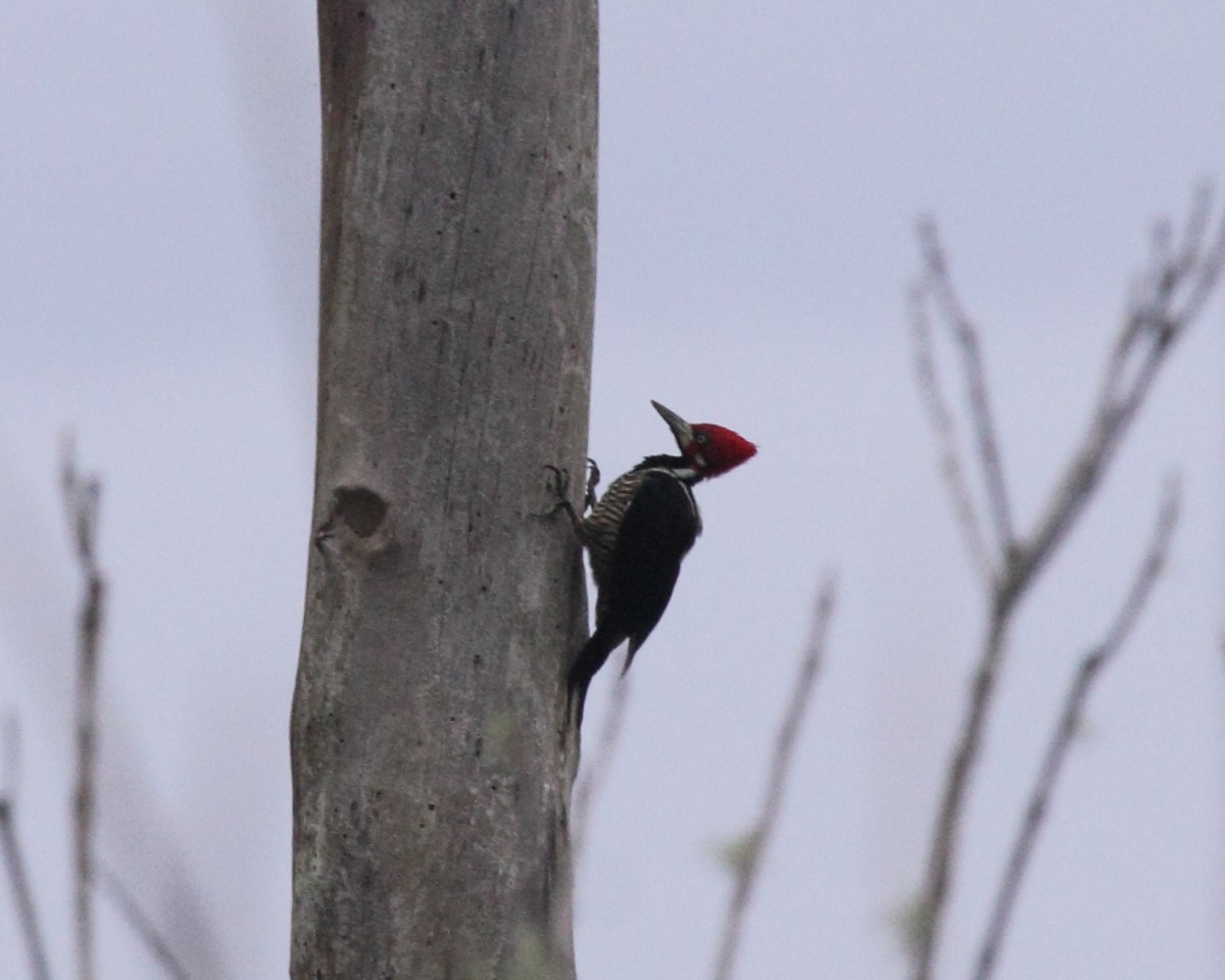 Crimson-crested Woodpecker - ML36673561