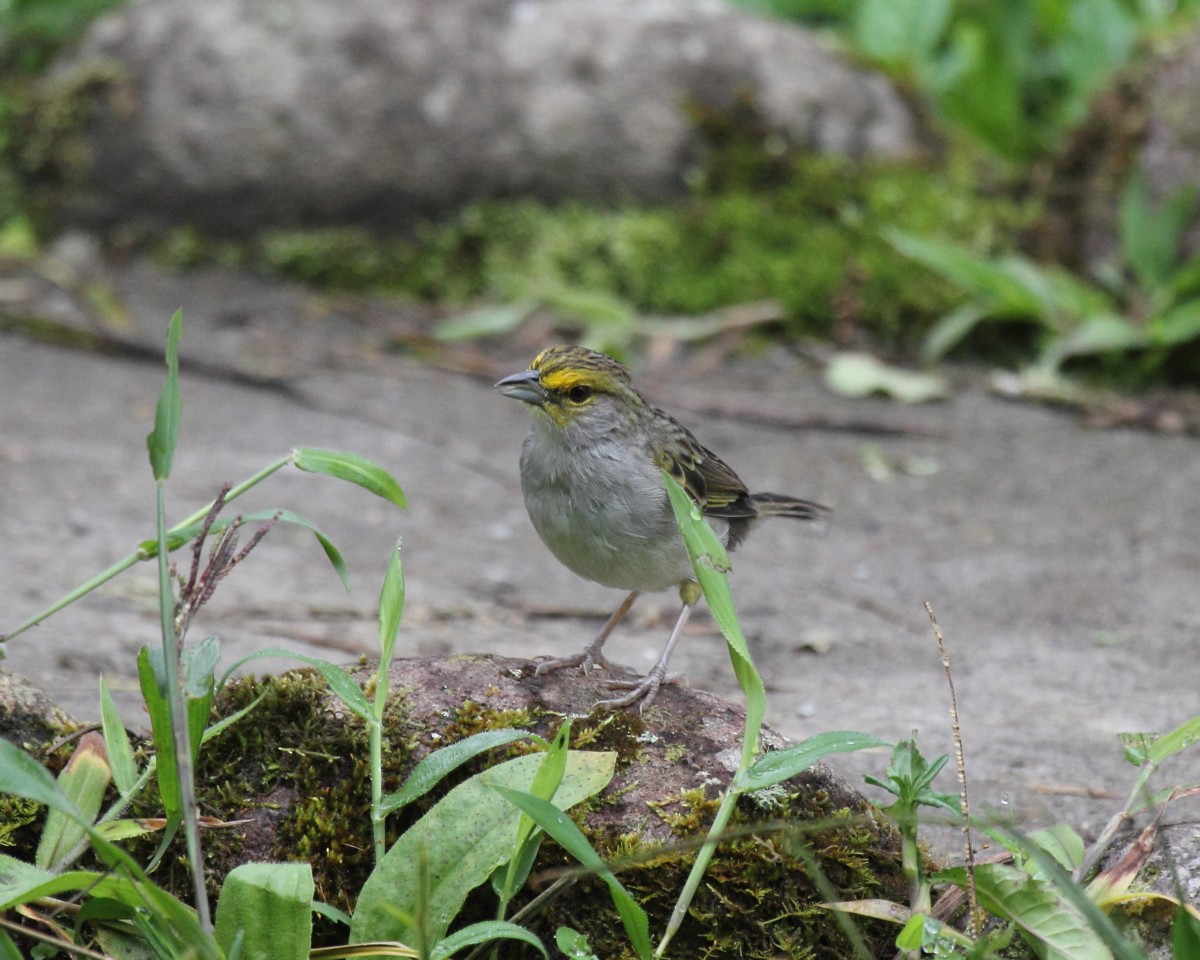 Yellow-browed Sparrow - ML36673601
