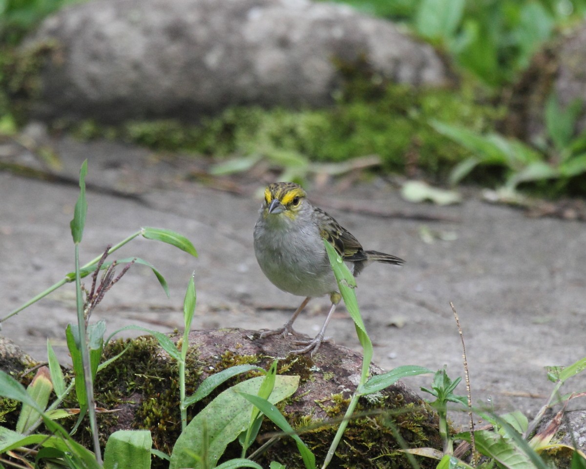 Yellow-browed Sparrow - ML36673611