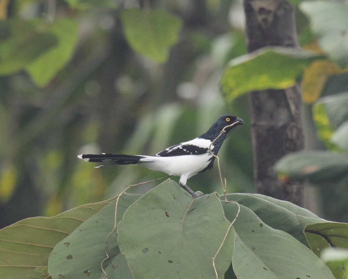 Magpie Tanager - ML36673731