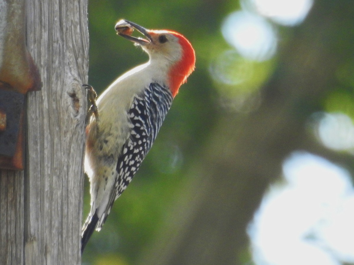 Red-bellied Woodpecker - ML36674481