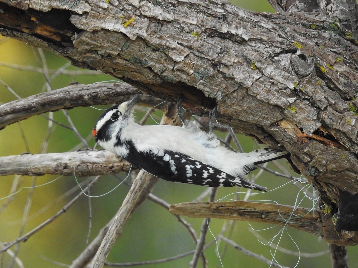 Downy Woodpecker - ML36674541