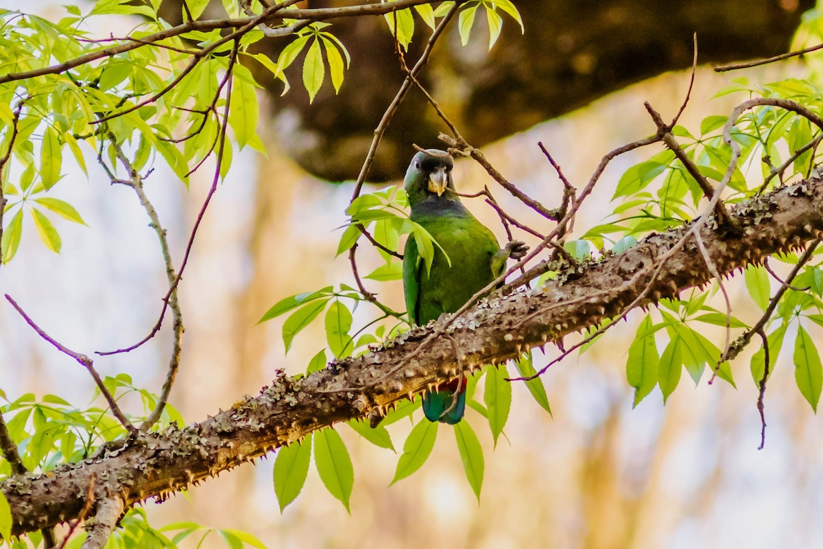 Scaly-headed Parrot - ML366747281