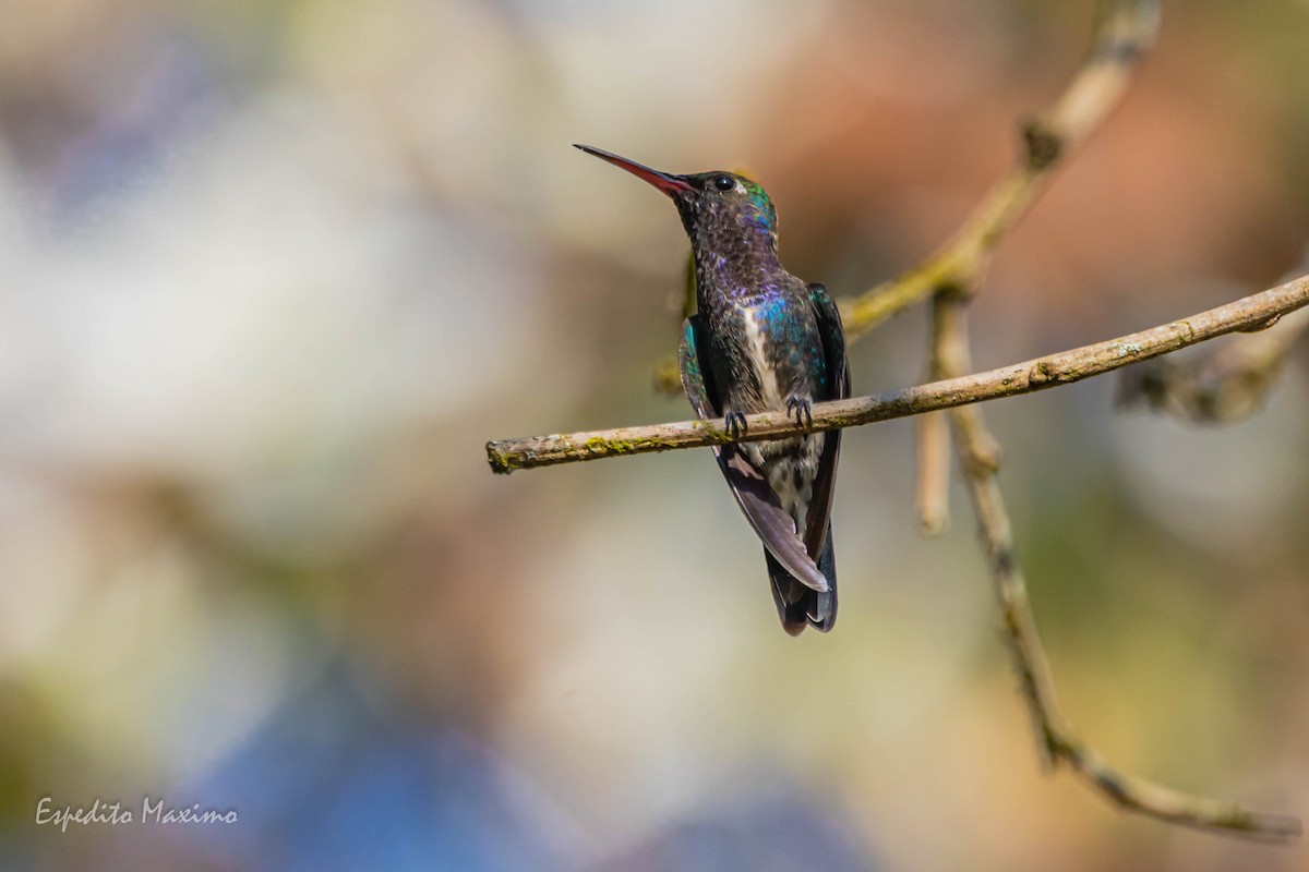 kolibřík safírový - ML366749141