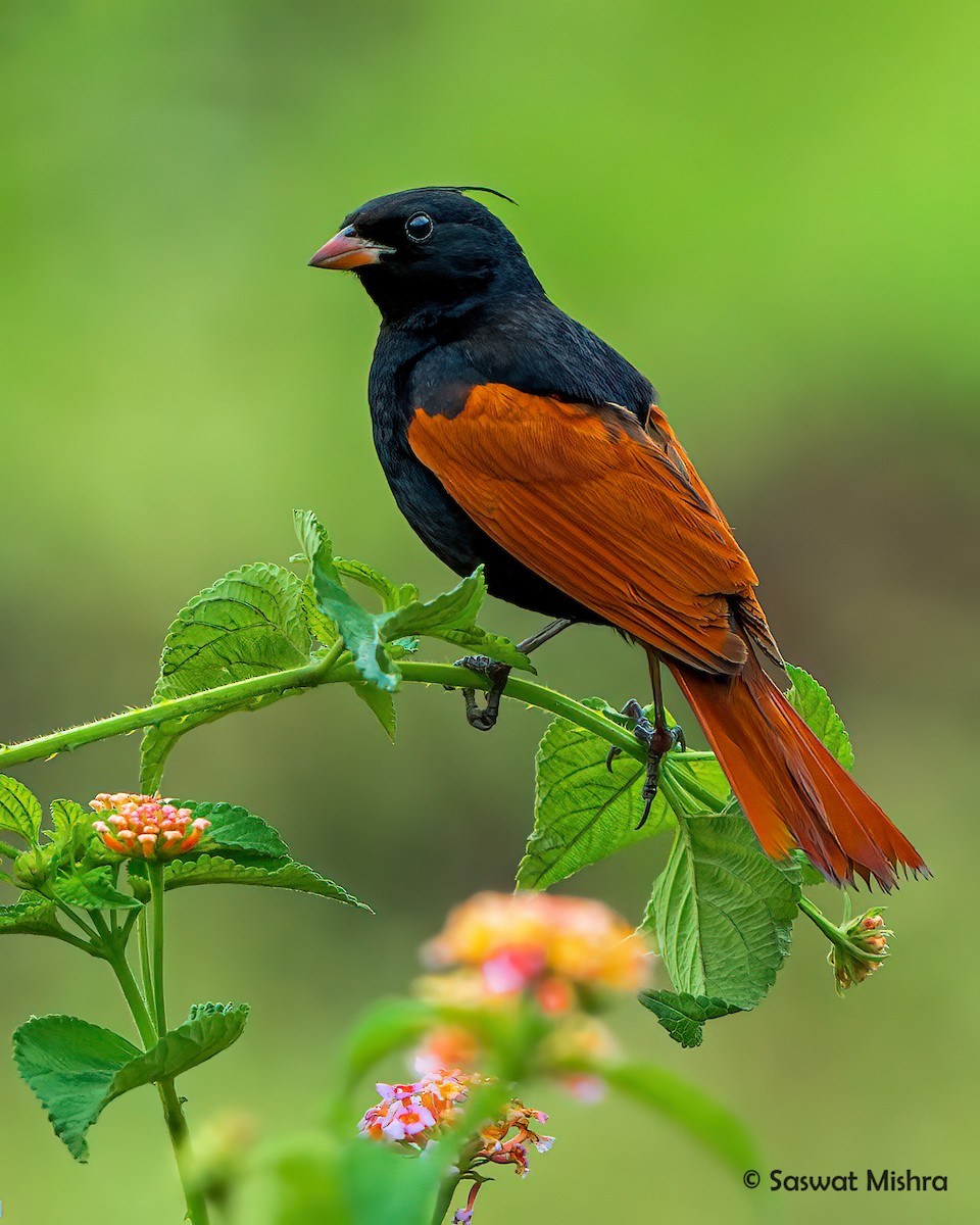 Crested Bunting - ML366751411
