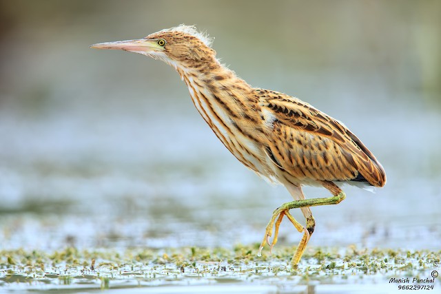 Juvenile lateral view. - Yellow Bittern - 