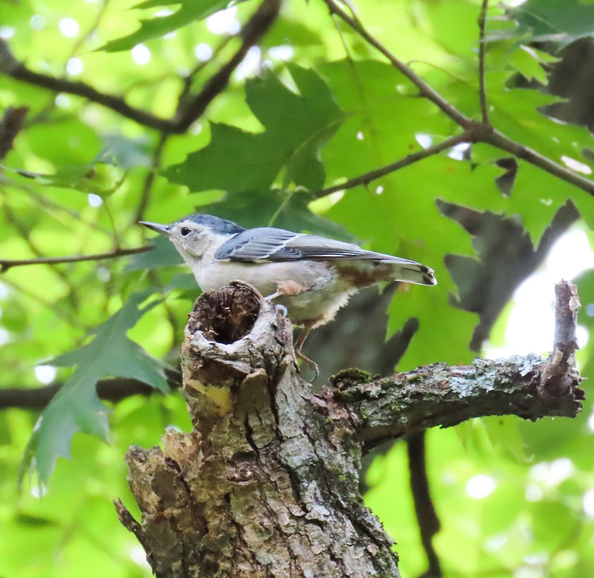 White-breasted Nuthatch (Eastern) - ML366754301