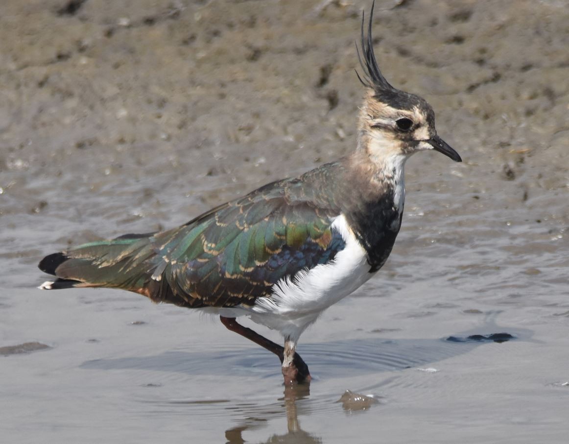 Northern Lapwing - Cyrielle Leroy