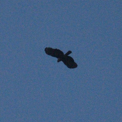 Орел-чубань чорний - ML36675611