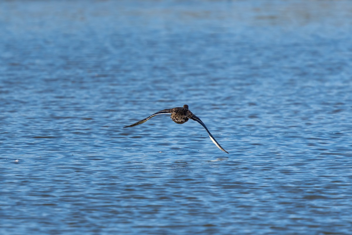 Blue-winged Teal - ML366764541