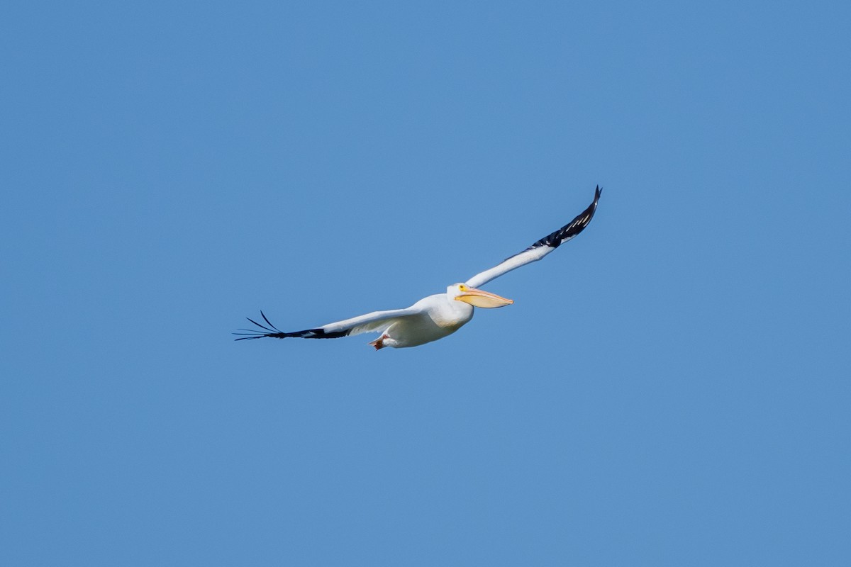 American White Pelican - ML366764731