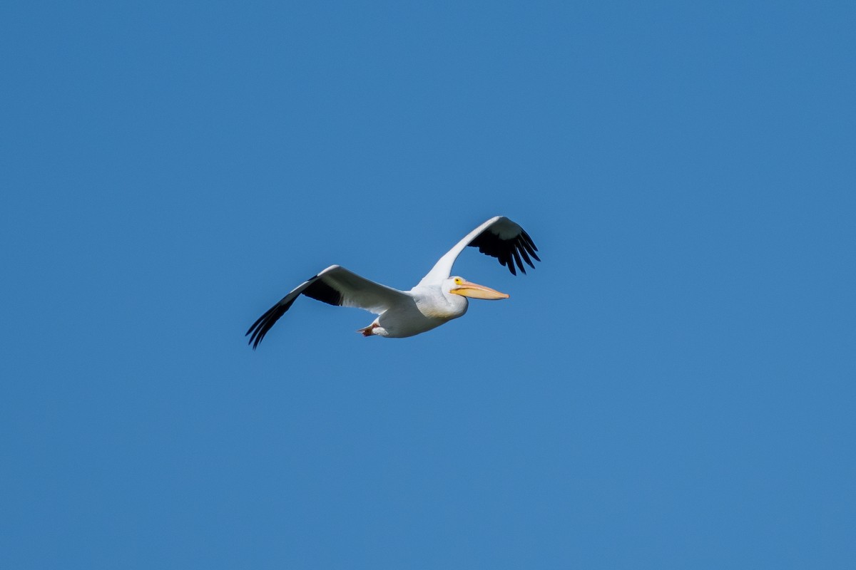 American White Pelican - ML366764741