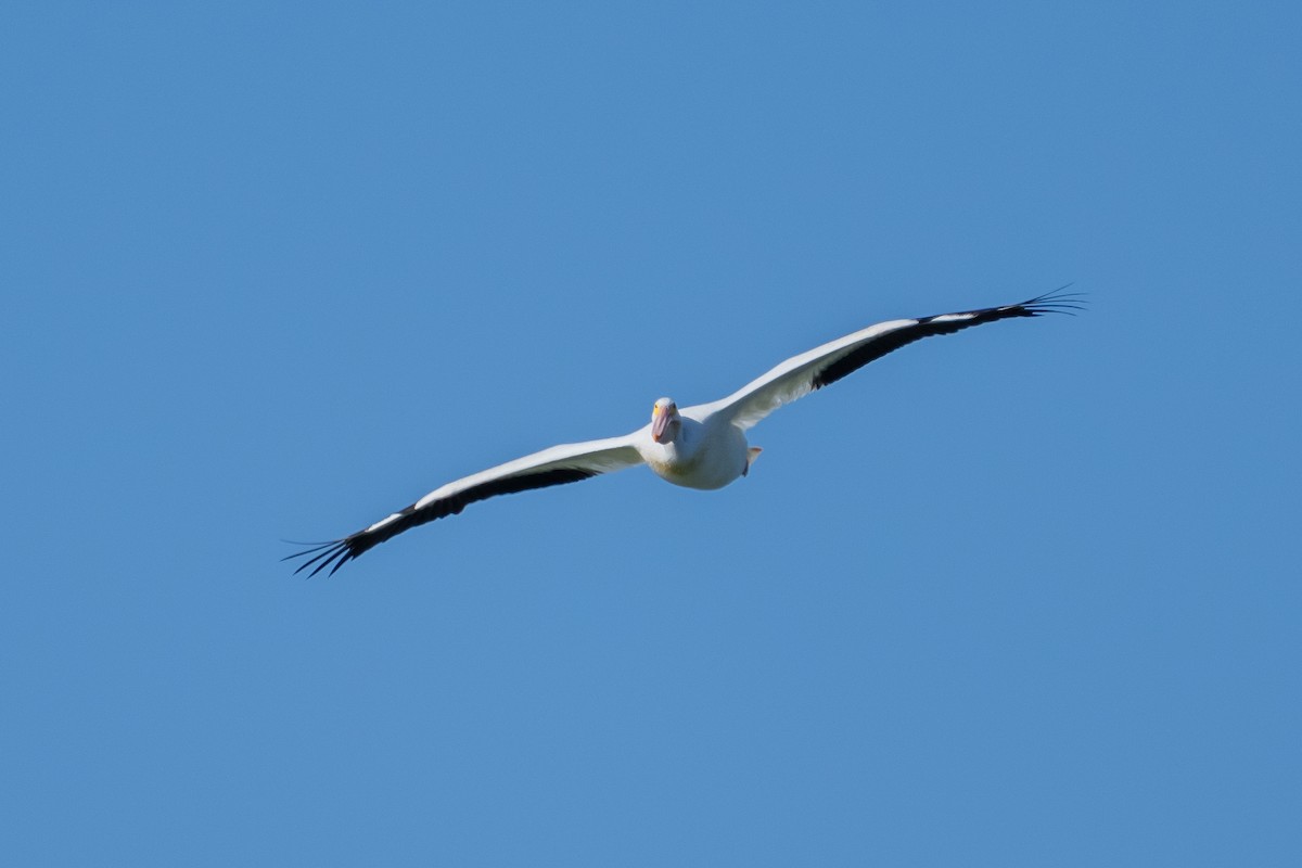 American White Pelican - ML366764761