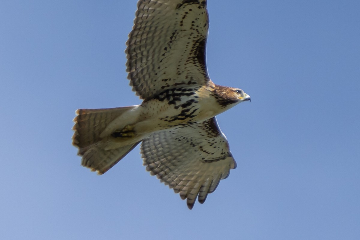 Red-tailed Hawk - Brock Gunter-Smith