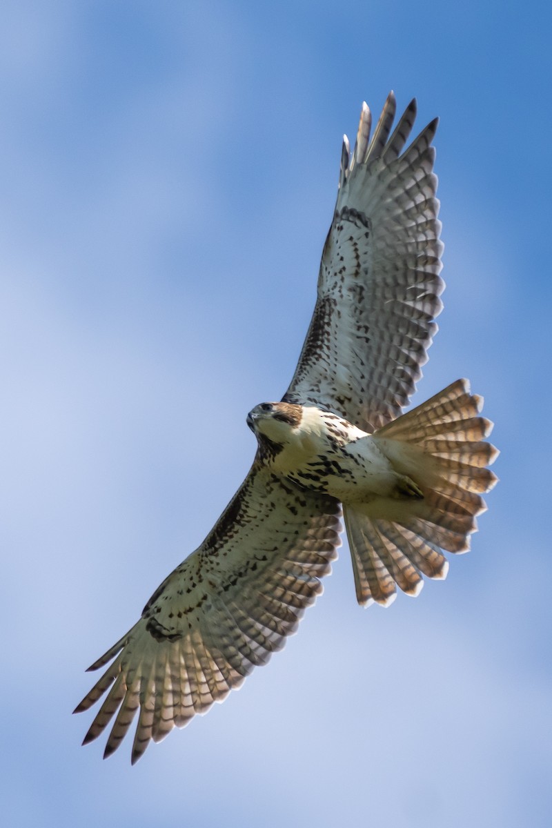 Red-tailed Hawk - ML366765111