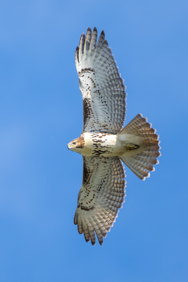 Red-tailed Hawk - ML366765121