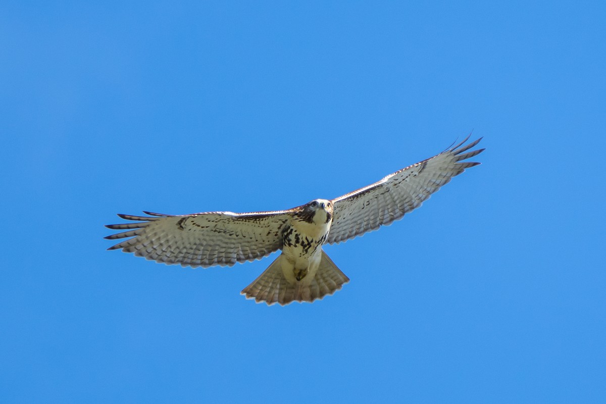 Red-tailed Hawk - ML366765141