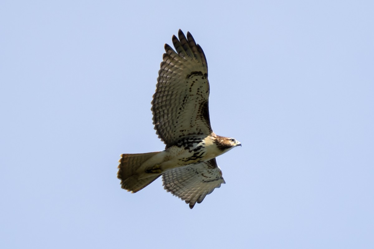 Red-tailed Hawk - ML366765151