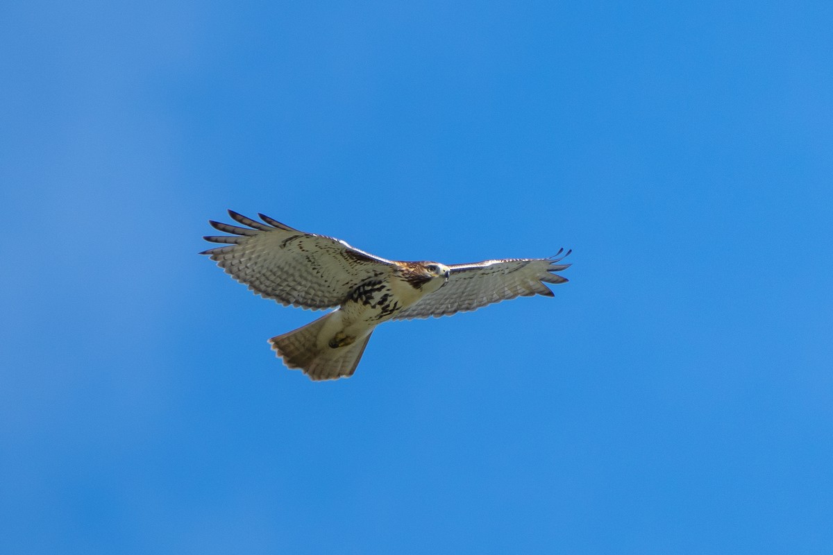 Red-tailed Hawk - ML366765171