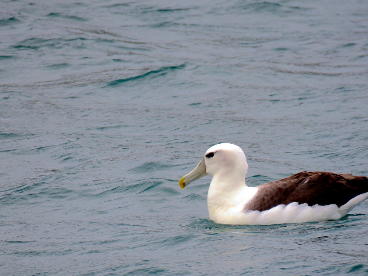 White-capped Albatross - ML366766151
