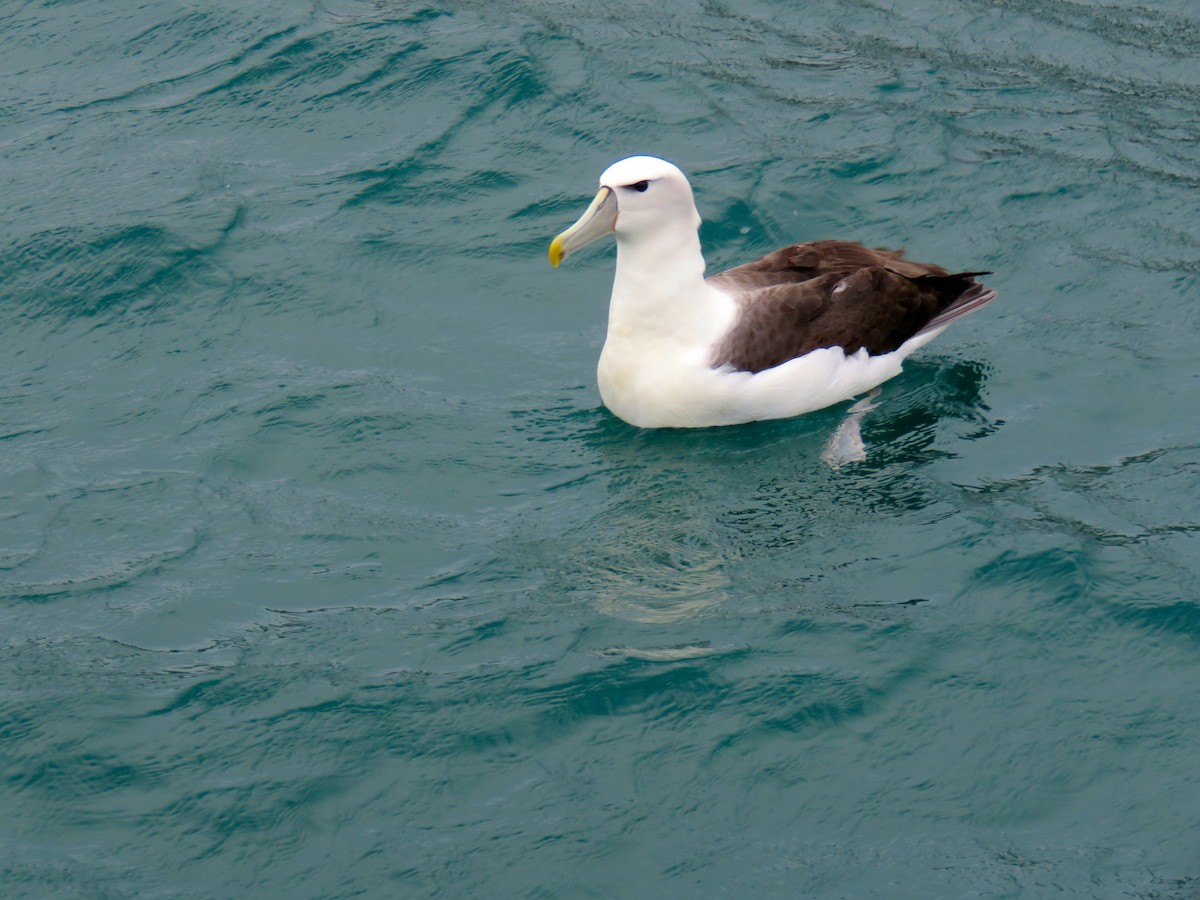White-capped Albatross - Lisa Owens