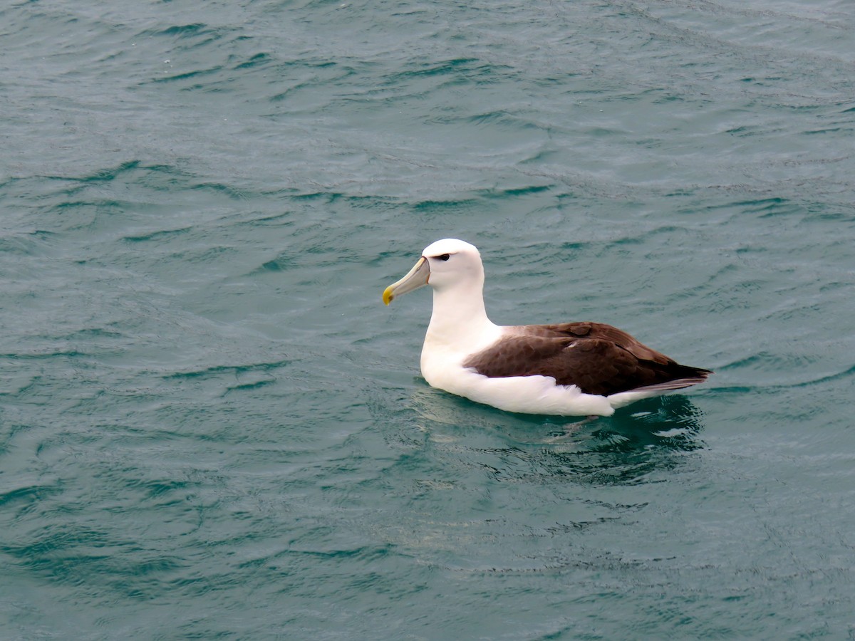 White-capped Albatross - ML366766211