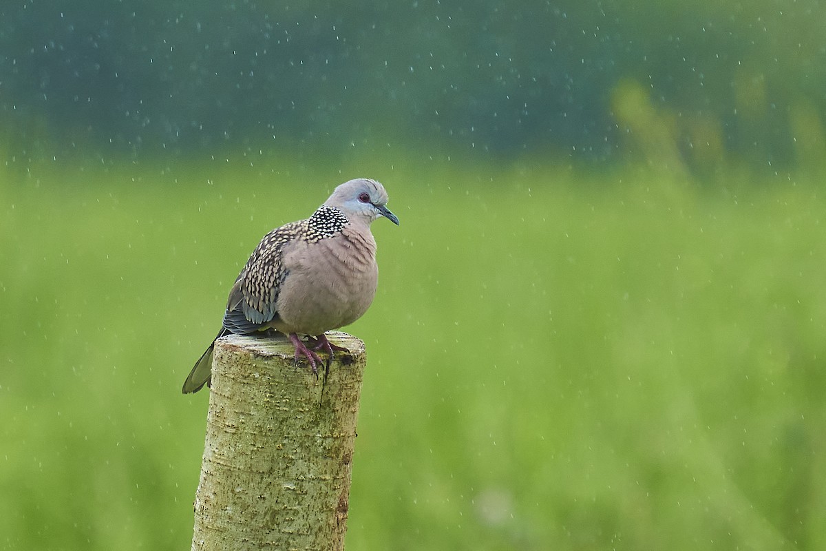 Spotted Dove - ML366772881