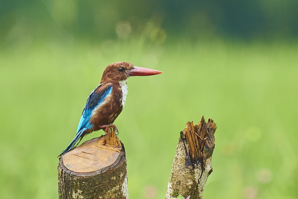 White-throated Kingfisher - Raghavendra  Pai